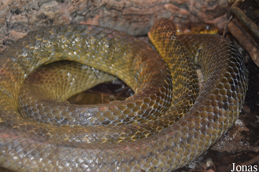 Smithsonian National Zoological Park