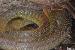 Smithsonian National Zoological Park