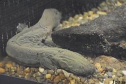 Cryptobranchus alleganiensis