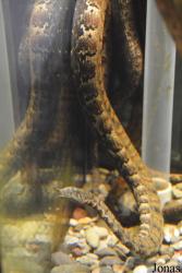 Smithsonian National Zoological Park