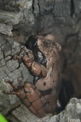 Smithsonian National Zoological Park