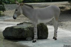 Wilhelma
