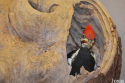 Dryocopus pileatus