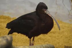 Smithsonian National Zoological Park