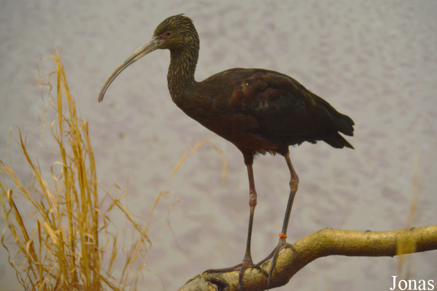 Smithsonian National Zoological Park