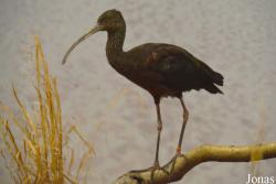 Smithsonian National Zoological Park