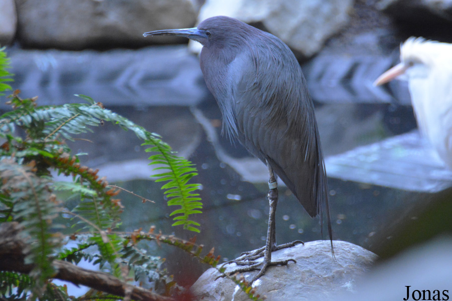 Smithsonian National Zoological Park