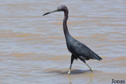 Egretta caerulea