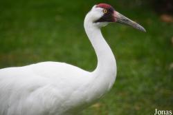 Grus americana