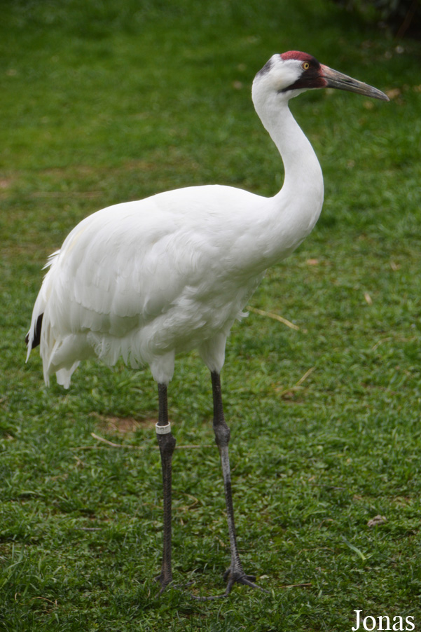 Smithsonian National Zoological Park