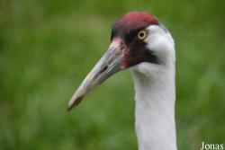 Smithsonian National Zoological Park