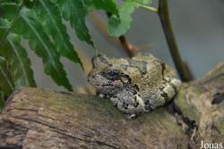 Hyla versicolor