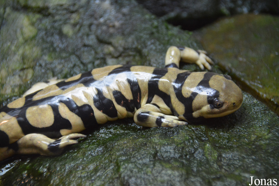 Smithsonian National Zoological Park