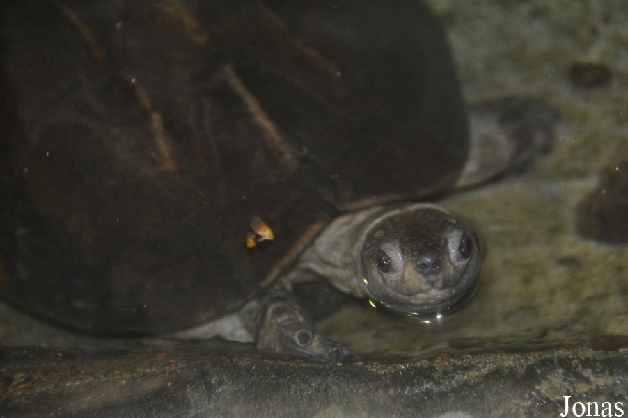 Ogród Zoologiczny w Poznaniu Stare Zoo