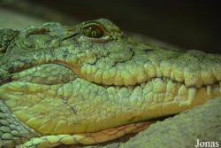 Crocodylus suchus
