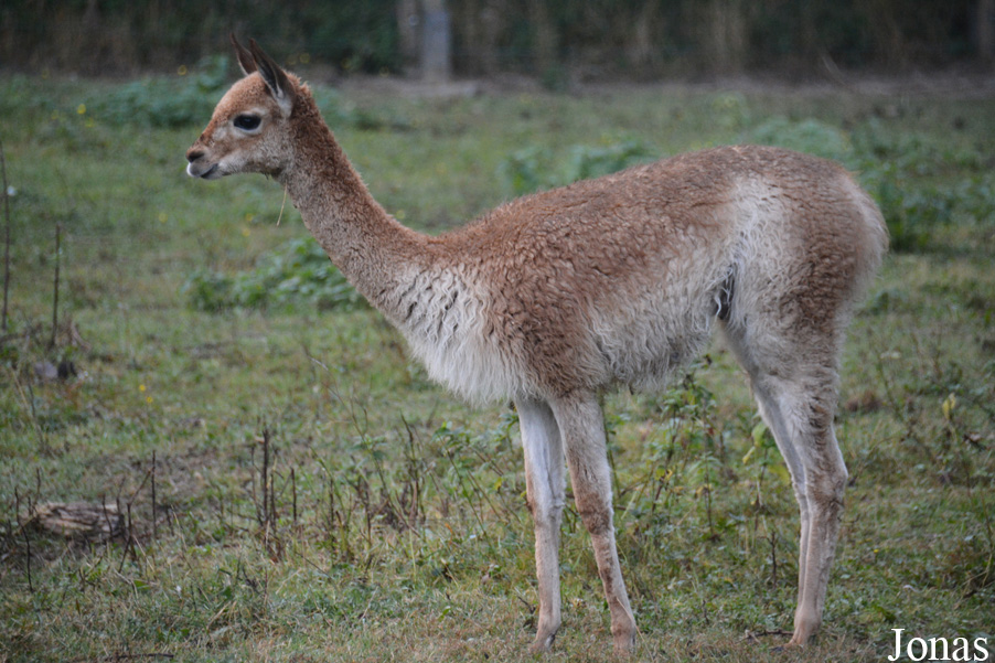 Ogród Zoologiczny w Poznaniu Nowe Zoo