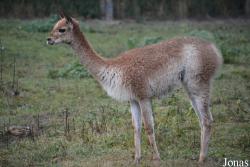 Ogród Zoologiczny w Poznaniu Nowe Zoo
