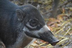Ogród Zoologiczny w Poznaniu Nowe Zoo