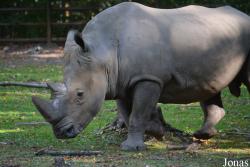 Ogród Zoologiczny w Poznaniu Nowe Zoo
