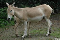 Equus hemionus onager