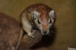 Ogród Zoologiczny w Poznaniu Nowe Zoo