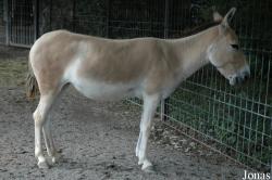 Equus hemionus