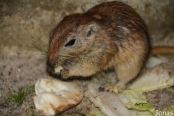 Ogród Zoologiczny w Poznaniu Nowe Zoo