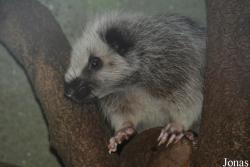Ogród Zoologiczny w Poznaniu Nowe Zoo
