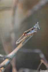 Heterochaeta sp.
