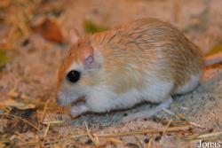 Ogród Zoologiczny w Poznaniu Nowe Zoo