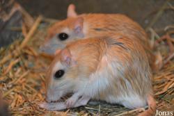 Ogród Zoologiczny w Poznaniu Nowe Zoo