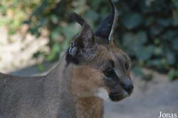 Caracal caracal michaelis
