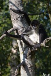 Ogród Zoologiczny w Poznaniu Nowe Zoo