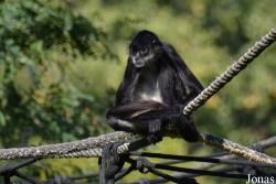 Ogród Zoologiczny w Poznaniu Nowe Zoo