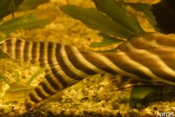 Brachyplatystoma tigrinum