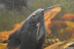 Synodontis eupterus