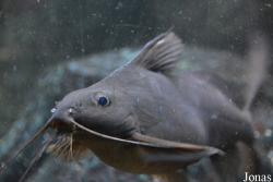 Synodontis rebeli