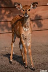 Zoosafari Borysew