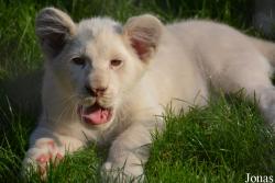 Zoosafari Borysew