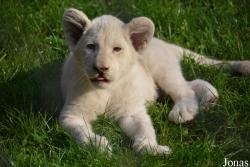 Zoosafari Borysew