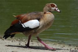 Alopochen aegyptiaca