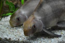 Catostomidae