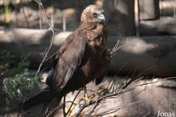 Rivne Zoo