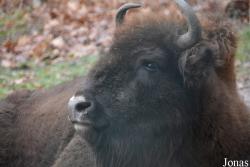 Wildpark Saarbrücken