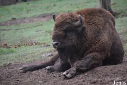 Wildpark Saarbrücken