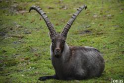 Wildpark Saarbrücken