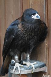 Neunkircher Zoologischer Garten