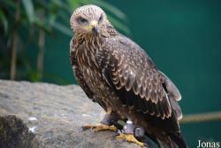 Neunkircher Zoologischer Garten
