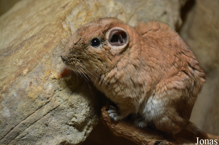 Neunkircher Zoologischer Garten