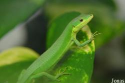 Takydromus smaragdinus